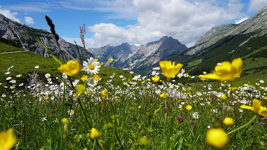 Blumenwiese mit Blick auf die Berge.